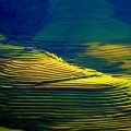 terraced rice fields hoang su phi