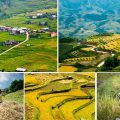 sapa rice terrace season